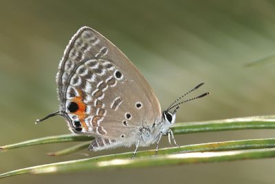 蘇鐵綺灰蝶 Chilades pandava peripatria 雌蟲