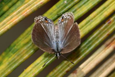 蘇鐵綺灰蝶 Chilades pandava peripatria 雌蟲
