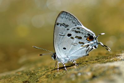蘭灰蝶 Hypolycaena kina inari 雄蟲