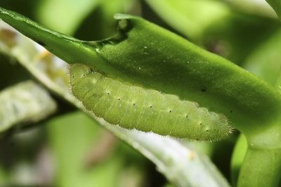 蘭灰蝶 Hypolycaena kina inari