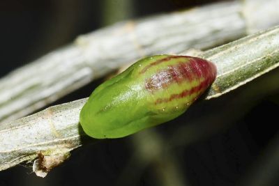 蘭灰蝶 Hypolycaena kina inari