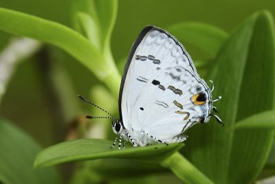 蘭灰蝶 Hypolycaena kina inari 性別不明