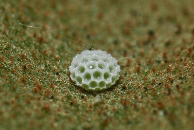褐翅青灰蝶 Tajuria caerulea