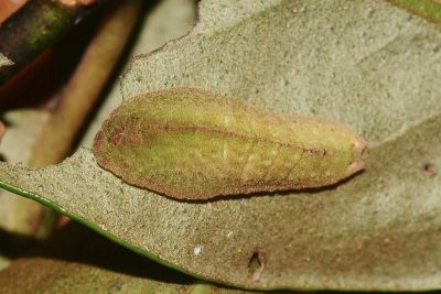 褐翅青灰蝶 Tajuria caerulea