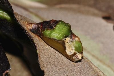 褐翅青灰蝶 Tajuria caerulea