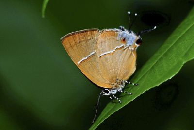 褐翅青灰蝶 Tajuria caerulea 性別不明
