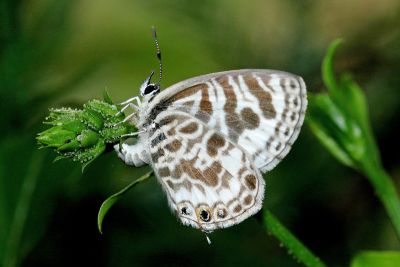 細灰蝶 Leptotes plinius 雌蟲