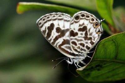 細灰蝶 Leptotes plinius 性別不明
