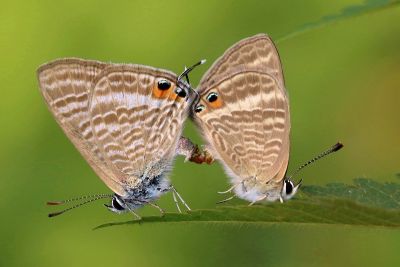 豆波灰蝶 Lampides boeticus 交尾中個體