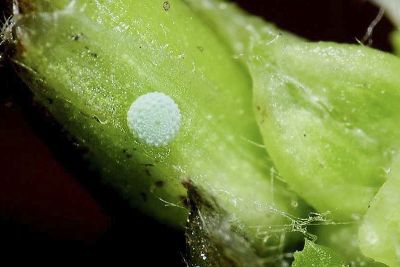豆波灰蝶 Lampides boeticus
