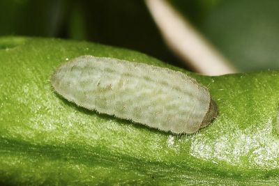 豆波灰蝶 Lampides boeticus