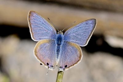 豆波灰蝶 Lampides boeticus 雄蟲