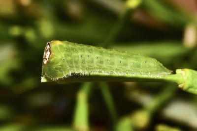 鈿灰蝶 Ancema ctesia cakravasti
