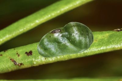 鈿灰蝶 Ancema ctesia cakravasti