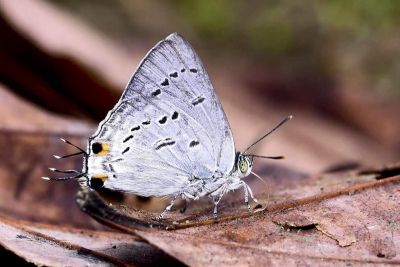 鈿灰蝶 Ancema ctesia cakravasti 雄蟲