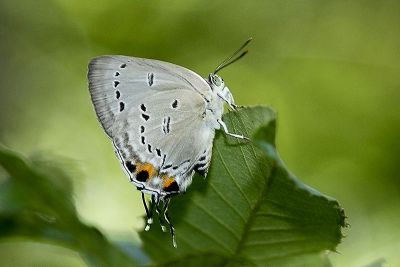 鈿灰蝶 Ancema ctesia cakravasti 雌蟲