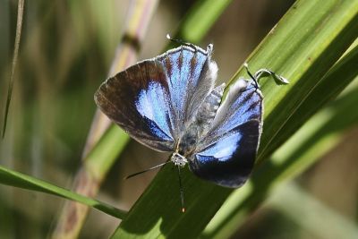 鈿灰蝶 Ancema ctesia cakravasti 雌蟲