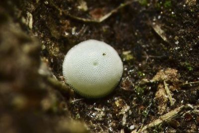 三尾灰蝶 Catapaecilma major moltrechti