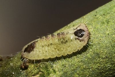 三尾灰蝶 Catapaecilma major moltrechti
