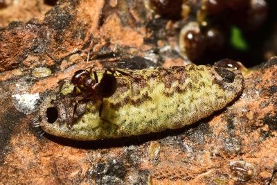 三尾灰蝶 Catapaecilma major moltrechti