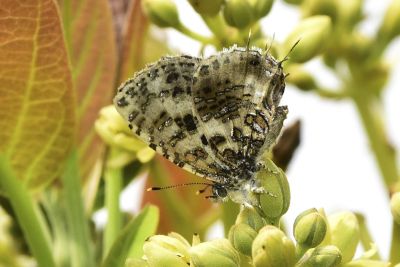 三尾灰蝶 Catapaecilma major moltrechti 雌蟲