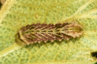 閃灰蝶 Sinthusa chandrana kuyaniana