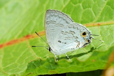 閃灰蝶 Sinthusa chandrana kuyaniana 雄蟲