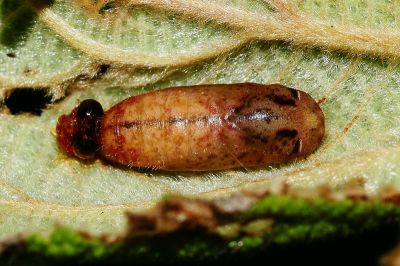 閃灰蝶 Sinthusa chandrana kuyaniana