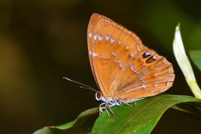 白點褐蜆蝶 Abisara burnii etymander 性別不明