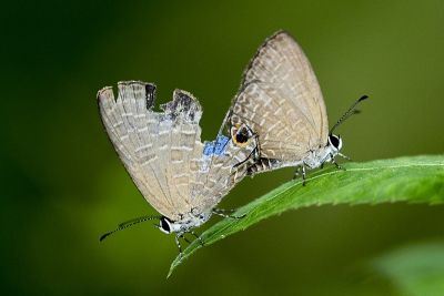 雅波灰蝶 Jamides bochus formosanus 交尾中個體