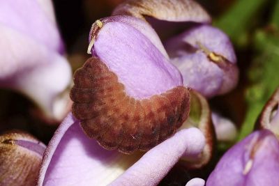雅波灰蝶 Jamides bochus formosanus