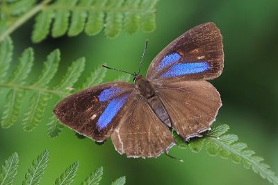 霧社翠灰蝶 Chrysozephyrus mushaellus mushaellus 雌蟲