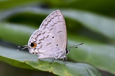 青珈波灰蝶 Catochrysops panormus exiguus 雄蟲