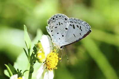 靛色琉灰蝶 Acytolepis puspa myla 性別不明