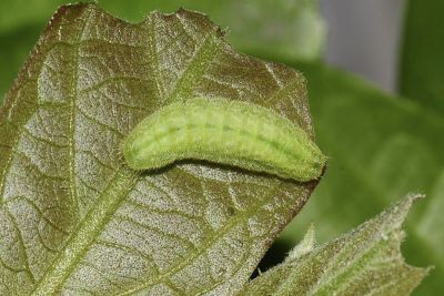 靛色琉灰蝶 Acytolepis puspa myla