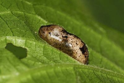 靛色琉灰蝶 Acytolepis puspa myla