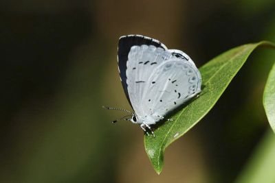 靛色琉灰蝶 Acytolepis puspa myla 性別不明