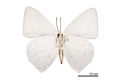 銀灰蝶 Curetis acuta formosana 雄蟲