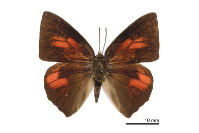 銀灰蝶 Curetis acuta formosana 雄蟲