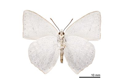 銀灰蝶 Curetis acuta formosana 雄蟲