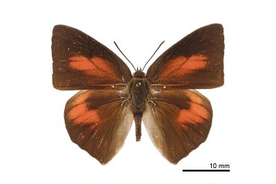 銀灰蝶 Curetis acuta formosana 雄蟲