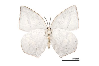 銀灰蝶 Curetis acuta formosana 雌蟲