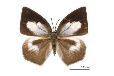 銀灰蝶 Curetis acuta formosana 雌蟲