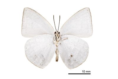 臺灣銀灰蝶 Curetis brunnea 雄蟲