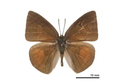 臺灣銀灰蝶 Curetis brunnea 雄蟲