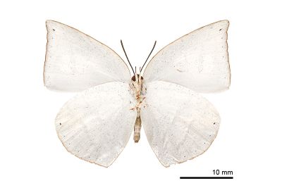 臺灣銀灰蝶 Curetis brunnea 雌蟲