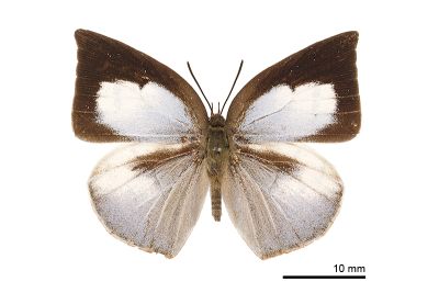 臺灣銀灰蝶 Curetis brunnea 雌蟲