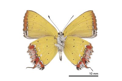 紫日灰蝶 Heliophorus ila matsumurae 雄蟲