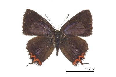 紫日灰蝶 Heliophorus ila matsumurae 雄蟲