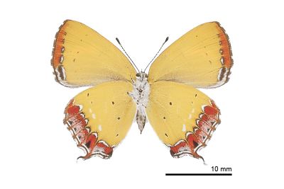 紫日灰蝶 Heliophorus ila matsumurae 雌蟲